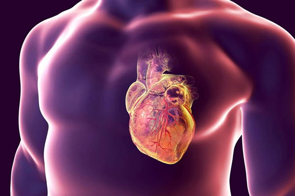 Cardiovascular Anti-aging